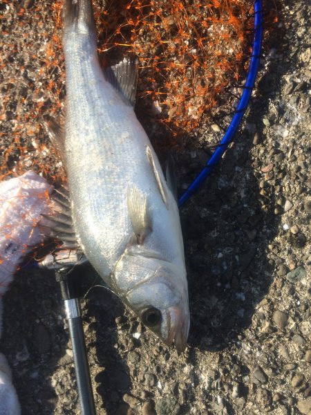 ヒラスズキとキスとイワシ♪